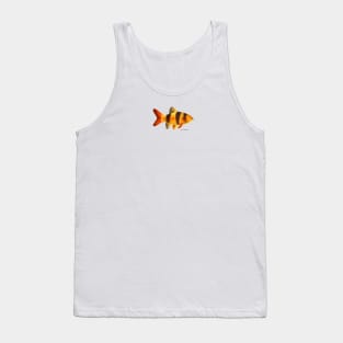 Clown Loach Fish Tank Top